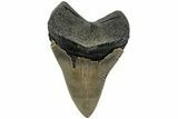 Serrated, Fossil Megalodon Tooth - North Carolina #219456-1